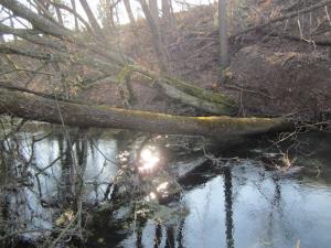 Težko dostopen teren je še dodatno onemogočal sečnjo.